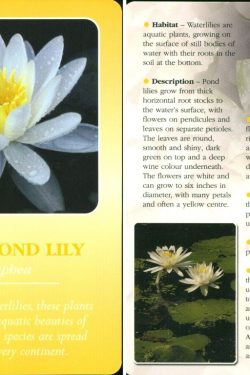 Herbal Recognition Cards